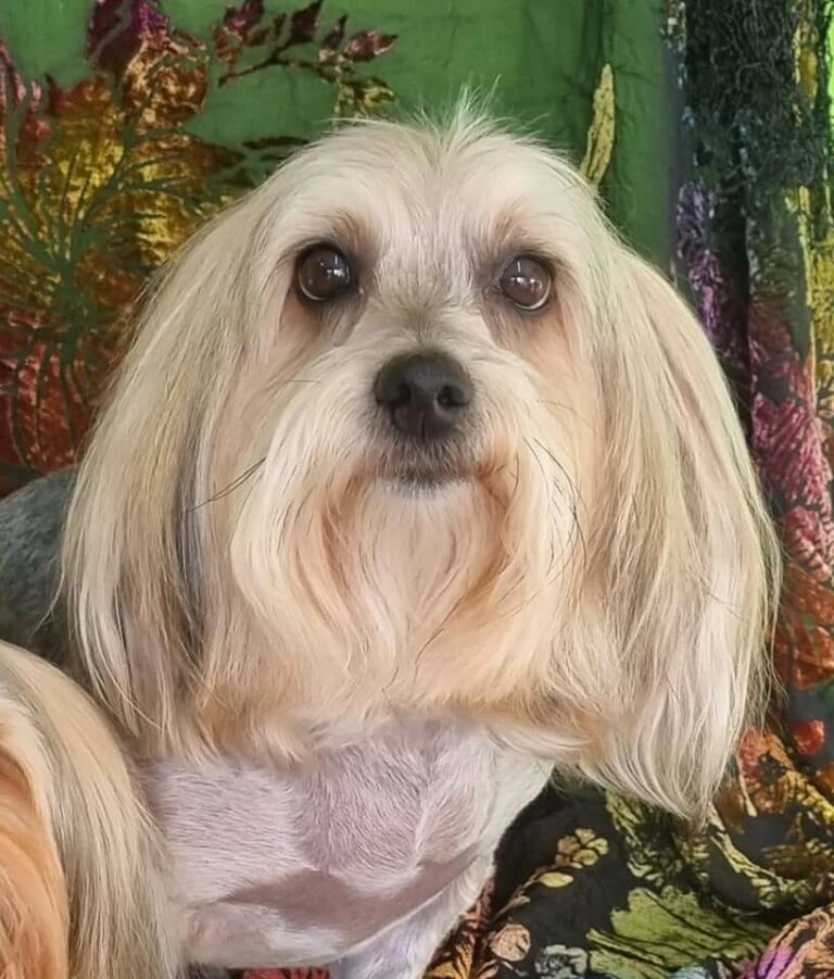 Boskburg-doggy-parlour-portfolio1