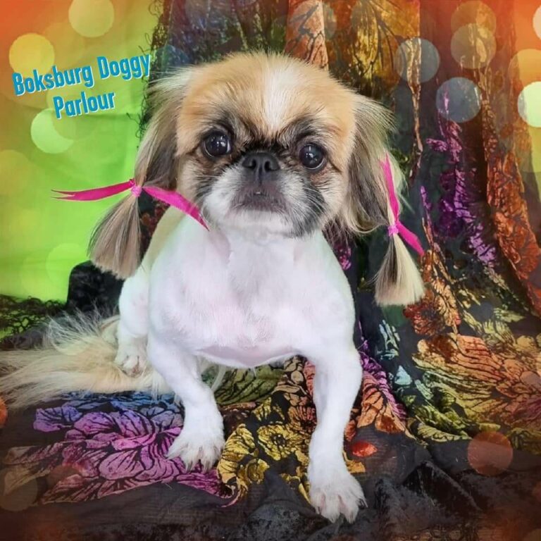 Boskburg-doggy-parlour-portfolio11